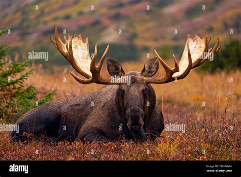 [16+] Bull Moose Wallpapers - WallpaperSafari