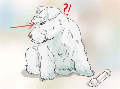 4 Ways to Care for Miniature Schnauzers - wikiHow