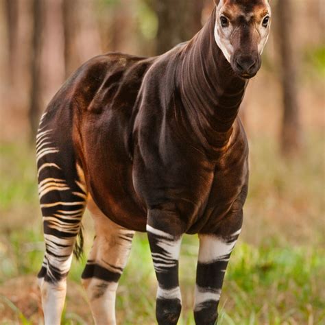 Okapi guide: where they live, what they're related to and why they're ...