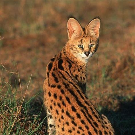 long   bay cat  diy seattle