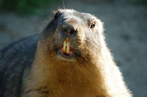 Groundhog Teeth