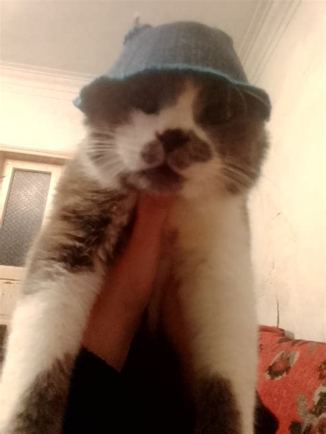 Create meme "unhappy cat , unhappy cat, seals " - Pictures - Meme ...