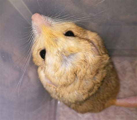 Duprasi Health And Common Illnesses – Rodent Zone