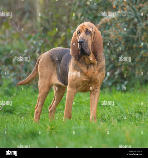 Bloodhound Sniffing High Resolution Stock Photography and Images - Alamy