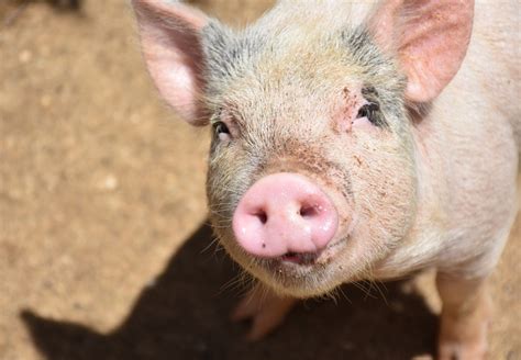 44 Ribu Babi di Kalbar Mati Diserang Virus Demam Babi Afrika ...