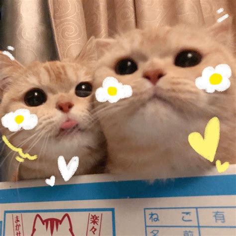 Ảnh đáng yêu của những tấm ảnh mèo cute được chia sẻ nhiều nhất mạng xã hội