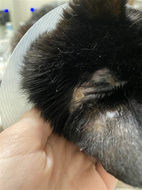 what happens if cat losing hair indoors 4