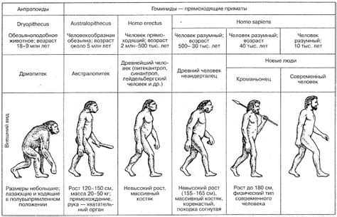 Эволюция человека. Теории и стадии эволюции человека