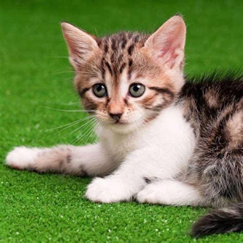 Pet Artificial Grass for Cats Manufacturers and Suppliers China ...