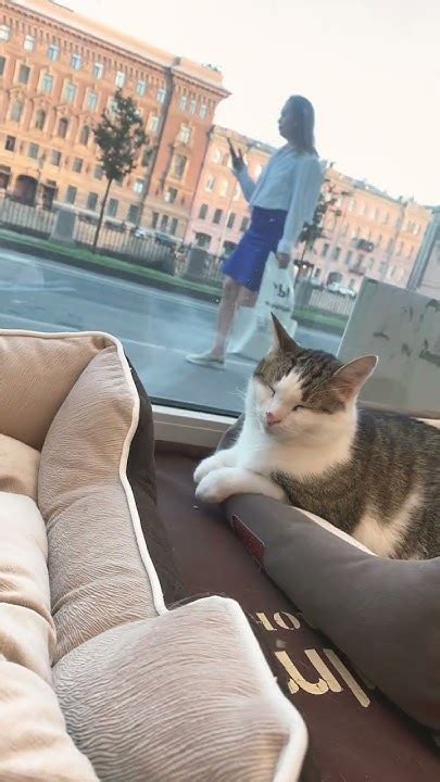 каждый из этих котиков ждет свою любящую семью. #котокафе #спб # ...