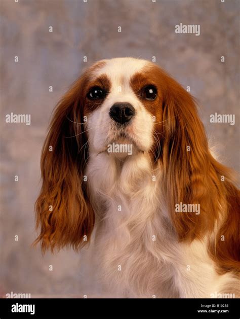 king charles spaniel stock photo alamy