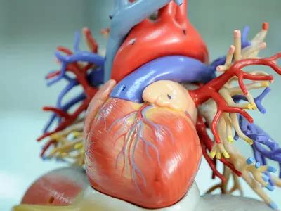 O Que É Coração Crescido - Coração crescido é perigoso: causas, sintomas e tratamentos – Cirurgia ...