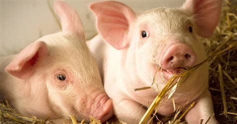 Chimaeras of nature and their promise to grow human organs - IAS EXAM