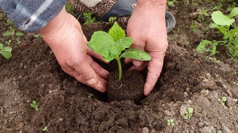 Обработка земли перед посадкой огурцов: какую почву любят огурцы, как ...
