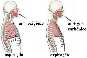 Processo De Entrada E Saída De Ar Do Organismo