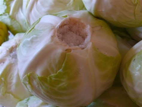 Капуста квашеная кусками, четвертинками и кочанами: рецепты на зиму