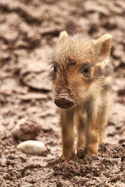 Premium Photo | Baby pig