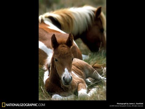 national, Geographic, Horses Wallpapers HD / Desktop and Mobile Backgrounds