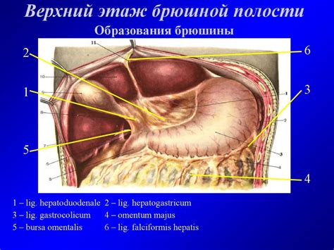 Оперативные доступы к органам брюшной полости - презентация онлайн