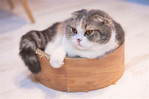 The Scottish Fold Munchkin Cat: Facts and Information - Tcrascolorado