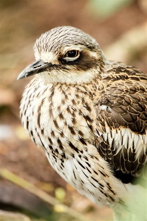Bush Stone Curlew in Queensland Australia Stock Photo - Image of ...