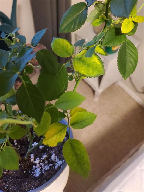 Early signs of powdery mildew? and overwatering? : r/Roses