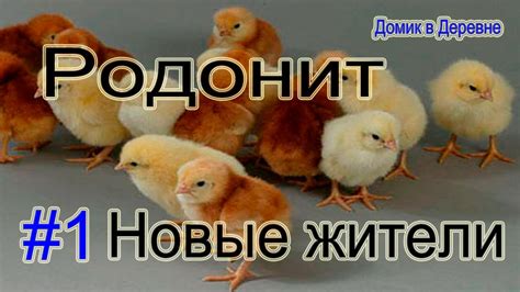 #1. Несушка. У нас пополнение. - YouTube