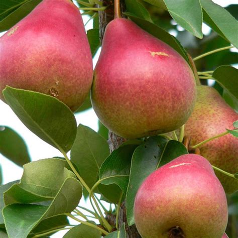 Груша Сорта Северянка Фото – Telegraph