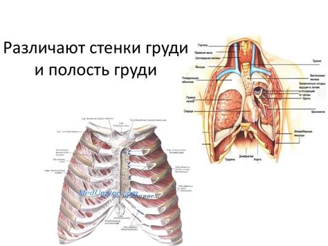 Топографическая анатомия груди - online presentation
