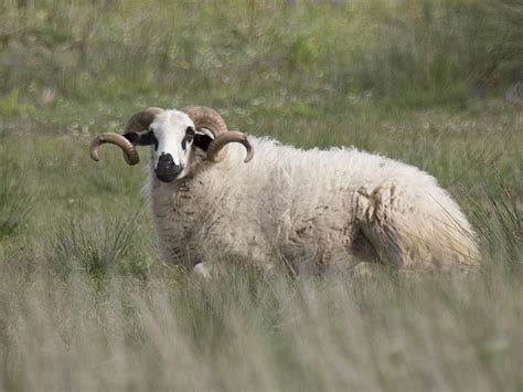 Taxonomy Bovids (Bovidae) - Observation.org