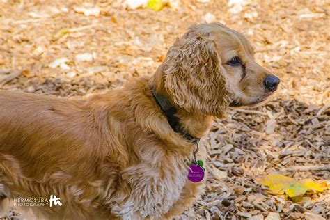 Understanding the Temperament of Cocker Spaniels - Camp Cocker Rescue