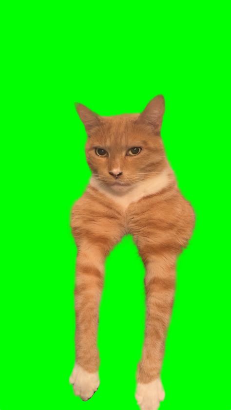 Orange Cat Mewing - Orange Cat Looksmaxxing meme (Green Screen ...