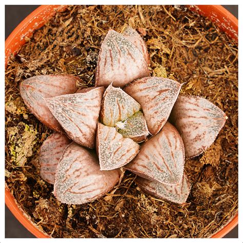 haworthia splendens  picta tienda de plantas suculentas