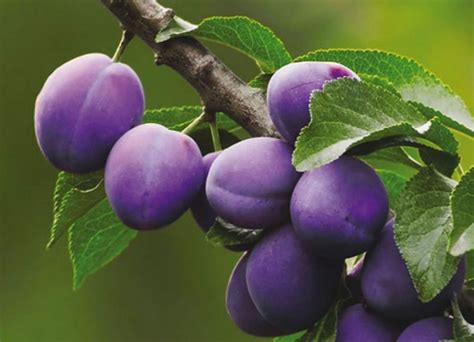 prunus domestica - Сад-Город