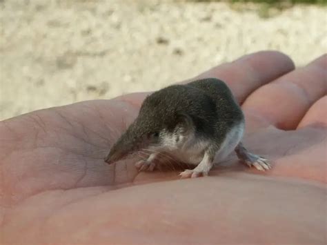 Bicolored shrew - Facts, Diet, Habitat & Pictures on Animalia.bio