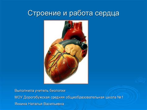 Строение и работа сердца - презентация онлайн