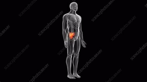 human   stock video clip  science photo library