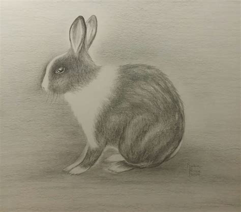 Rabbit pencil drawing #rabbitdrawing #rabbitart #pencil #pencilart # ...