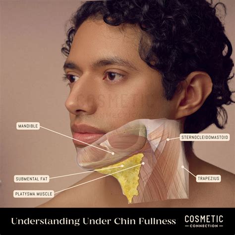 anatomy  chin sculpting  jawline  youthful jawline