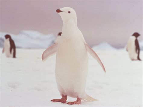 21+ Albino Animals That Don’t Need Color To Look Cool | Bored Panda