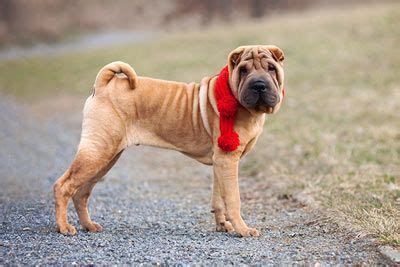 Do Shar Peis Lose Their Wrinkles