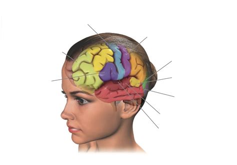 Diagram of cortex diagram | Quizlet