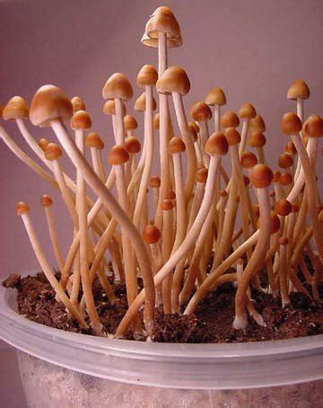 Psilocybe Mexicana - CALI THC SHOP