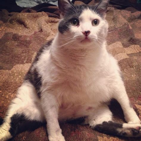 A dog's rescue story can inspire a whole community to adopt pets 1