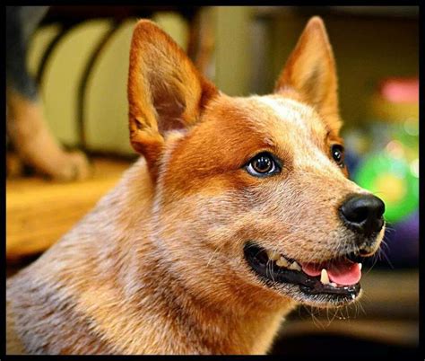 beautiful red heeler austrailian cattle dog cattle dog puppy cattle