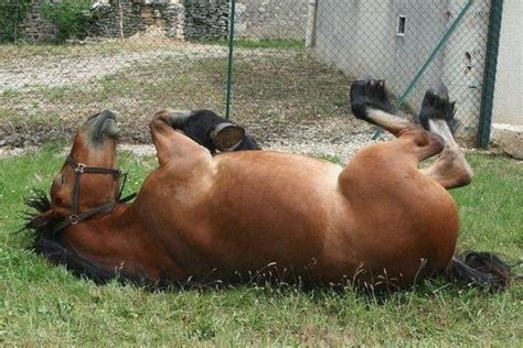 Funny lazy animals
