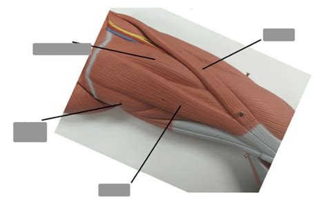 muscles of lateral and medial thigh Flashcards | Quizlet