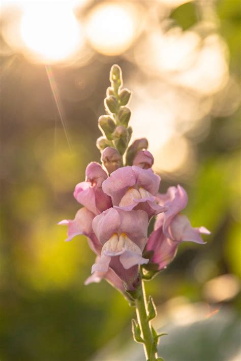 Our Favorite Flowers to Grow in Cool Weather • Gardenary