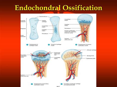 skeletal system powerpoint    id