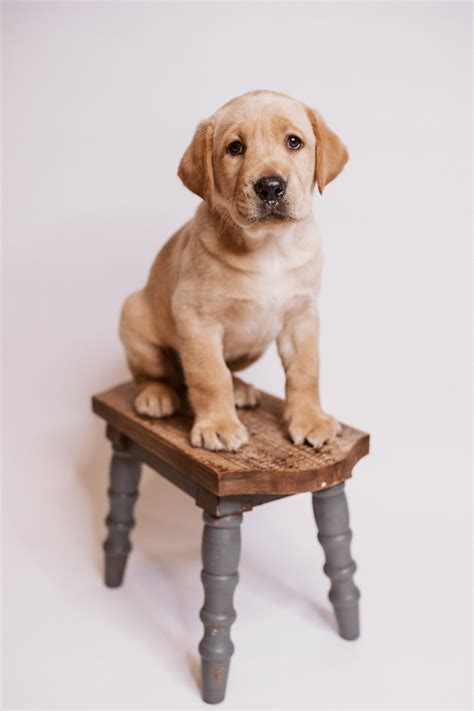 Upcoming Litters | Labrador Retriever Puppies in Tennessee